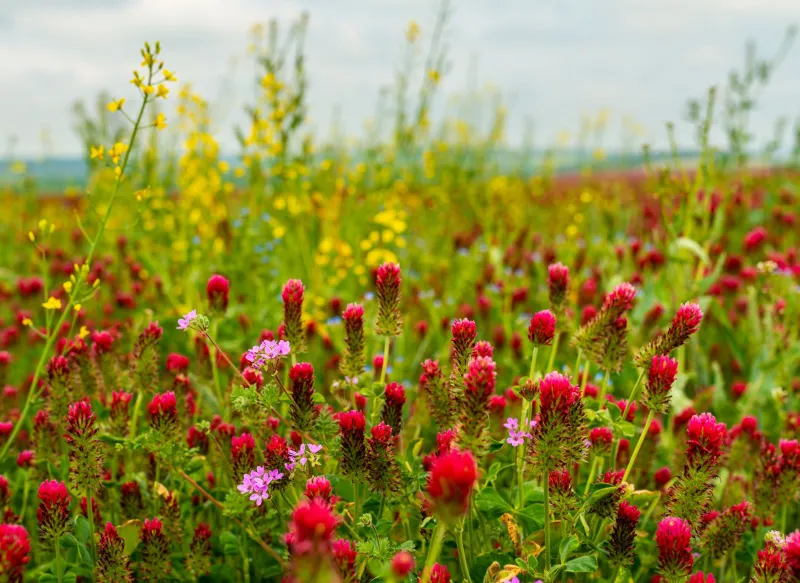 Clover Power: How Farmers Are Ditching the Fertilizer Bag and Letting Nature Do the Work