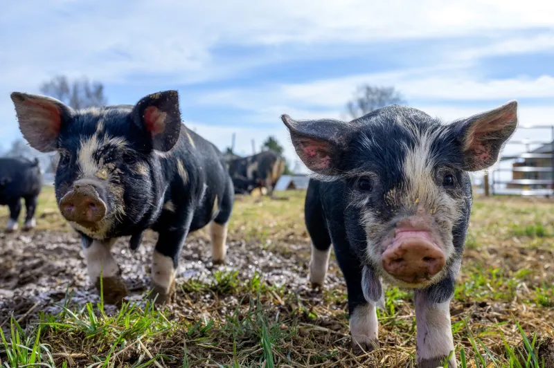 Betting on the Old Breeds: How Heritage Livestock Is Quietly Challenging Industrial Agriculture