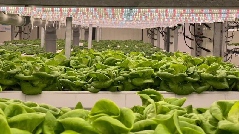 After Dark and Above the City: How Night Farming Is Quietly Feeding Urban America