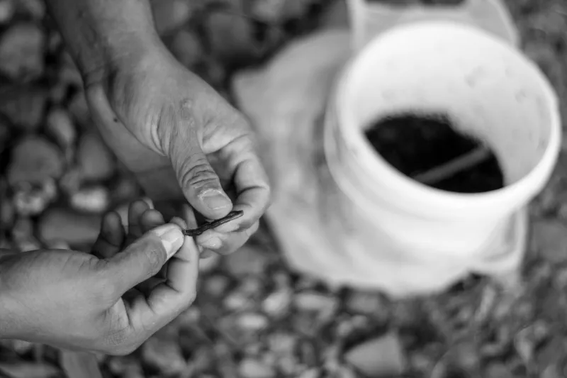 What's Living in Your Dirt? A Beginner's Guide to the Soil Ecosystem Under Your Feet